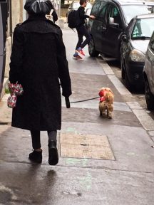 Lyon dog walking in the rain