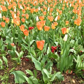 Lyon spring tulips flowering