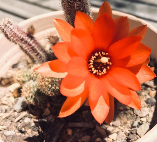 Cactus with a flower that lasts just one day